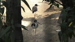 京都の森・野鳥舎 (京都市動物園) 2020年9月1日