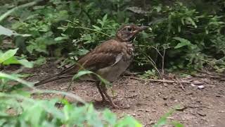 Pale Thrush (Toyohashi Zoo and Botanical Park, Aichi, Japan) January 1, 1970