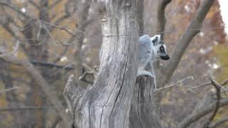 Ring-tailed lemur (Ueno Zoological Gardens, Tokyo, Japan) December 9, 2017