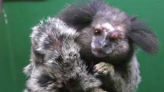 Black-tufted marmoset