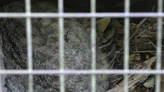 Amur cat (Yokohama Zoological Gardens 