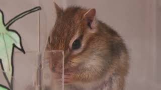 Siberian chipmunk (Urayasu Traffic Park, Chiba, Japan) August 4, 2023