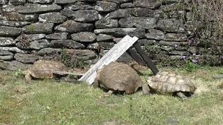 African spurred tortoise (Nagasaki Biopark, Nagasaki, Japan) April 21, 2019