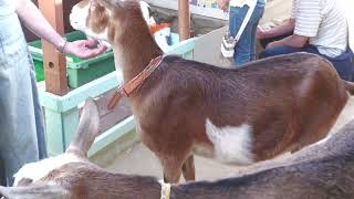 Fureai Goat & Sheep (Oji Zoo, Hyogo, Japan) August 11, 2023