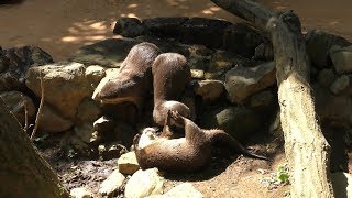Asian short-clawed otter (Saitama Children's Zoo, Saitama, Japan) October 2, 2019