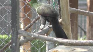 Guinea turaco (Kurume Bird Center, Fukuoka, Japan) April 19, 2019
