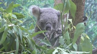 Koala (Kagoshima City Hirakawa Zoological Park, Kagoshima, Japan) July 29, 2018