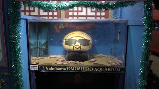 オオグソクムシ (ヨコハマおもしろ水族館) 2017年12月16日