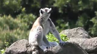 Ring-tailed lemur (Izu Shaboten Zoo, Shizuoka, Japan) April 22, 2018