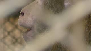 Formosan macaque (Nasu World Monkey Park, Tochigi, Japan) December 7, 2018