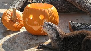 コツメカワウソ にハロウィンかぼちゃのプレゼント (王子動物園) 2019年10月27日
