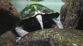 Japanese pond turtle (Higashiyama Zoo and Botanical Gardens, Aichi, Japan) July 22, 2021