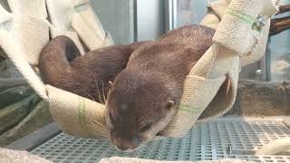 コツメカワウソ (アトア átoa) 2022年10月21日