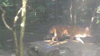 Asian wild dog (Yokohama Zoological Gardens 
