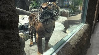 Sumatran tiger (KOBE ANIMAL KINGDOM, Hyogo, Japan) April 23, 2021