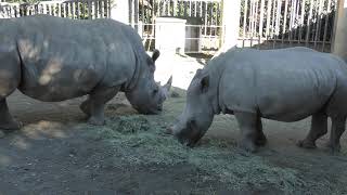 Three Square-lipped rhinoceros (Toyohashi Zoo and Botanical Park, Aichi, Japan) December 13, 2018