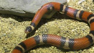 ミルクヘビ　Milk snake