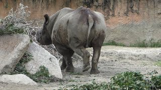 Black rhinoceros (TENNOJI ZOO, Osaka, Japan) July 26, 2019