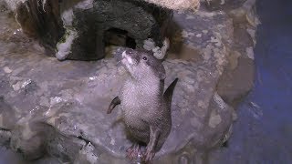 Asian short-clawed otter Feeding Experience (New Yashima Aquarium, Kagawa, Japan) February 28, 2019