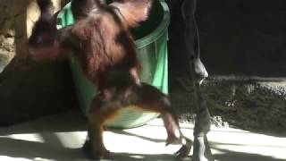 バケツで遊ぶオランウータン (多摩動物公園) 2017年11月12日