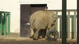 Asian elephant (Oji Zoo, Hyogo, Japan) October 14, 2021