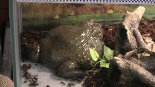 アフリカウシガエル (めっちゃおもろい動物園) 2021年10月7日