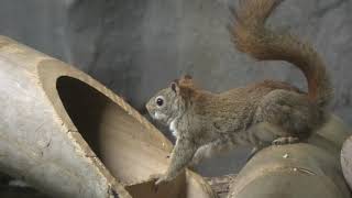 American red squirrel (KOBE ANIMAL KINGDOM, Hyogo, Japan) June 24, 2020