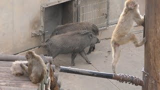 Monkey & Wild boar (Asahiyama Zoo, Hokkaido, Japan) June 20, 2019