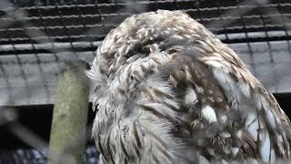 Owl (Toyohashi Zoo and Botanical Park, Aichi, Japan) January 1, 1970