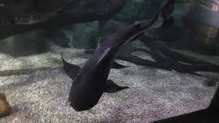 メコン川 中流の魚Ⅱ (世界淡水魚園水族館 アクア・トト ぎふ) 2019年1月25日