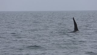 Whale watching (Hokkaido, Japan) June 30, 2019