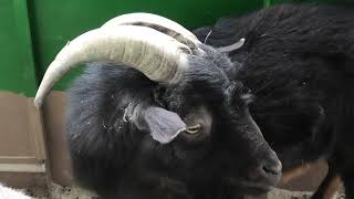 トカラヤギ (めっちゃおもろい動物園) 2021年10月7日