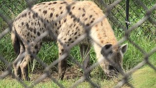 Laughing hyena (Chiba Zoological Park, Chiba, Japan) September 17, 2020