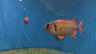 赤い魚たち (仙台うみの杜水族館) 2018年1月20日