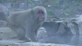 Japanese macaque (Jigokudani Yaen-koen, Nagano, Japan) November 3, 2018