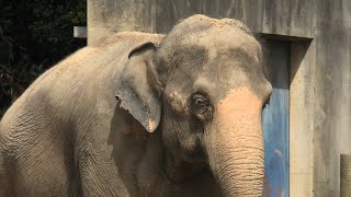 Asian elephant (Chiba Zoological Park, Chiba, Japan) September 17, 2020