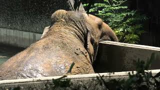 Indian elephant (Hamamatsu Zoological Gardens, Shizuoka, Japan) July 25, 2021