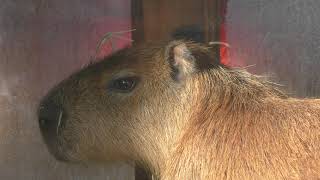 Capybara (ENOSHIMA AQUARIUM, Kanagawa, Japan) August 26, 2018