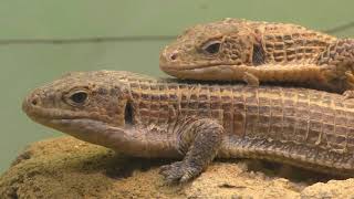 オニプレートトカゲ　Sudan plated lizard