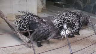 Crested porcupine (Oji Zoo, Hyogo, Japan) August 11, 2023