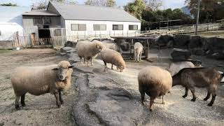 Goat land (DAISEN TOM-SAWYER PASTURE, Tottori, Japan) November 29, 2019