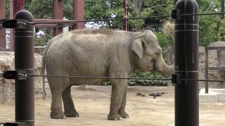 Three Asian elephant (Ueno Zoological Gardens, Tokyo, Japan) May 13, 2018