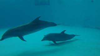 Dolphin (Shimonoseki Marine Science Museum KAIKYOKAN, Yamaguchi, Japan) April 26, 2019