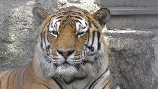 Siberian tiger (Asahiyama Zoo, Hokkaido, Japan) June 20, 2019