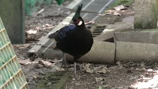 Napoleon's peacock-pheasant (Hamamatsu Zoological Gardens, Shizuoka, Japan) July 25, 2021