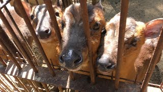Reeves's muntjac Feeding Experience (Okayama Ikeda Zoo, Okayama, Japan) February 26, 2019