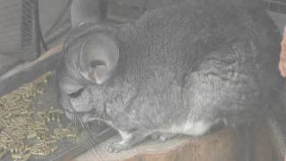 Rabbit, Chinchilla & Guinea pig (Hirakawa Zoological Park, Kagoshima, Japan) Jul. 29, 2018