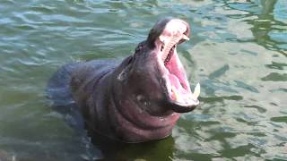 Pygmy hippopotamus (ADVENTURE WORLD, Wakayama, Japan) January 18, 2020