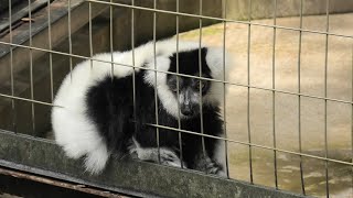 Ruffed lemur (Chiba Zoological Park, Chiba, Japan) September 17, 2020