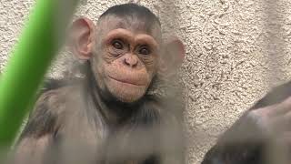 チンパンジー (おびひろ動物園) 2019年7月6日